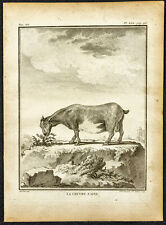1764 chèvre naine d'occasion  Besançon