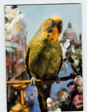 Postcard perruche oiseaux d'occasion  Expédié en Belgium