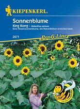Sonnenblume king kong gebraucht kaufen  Dellwig