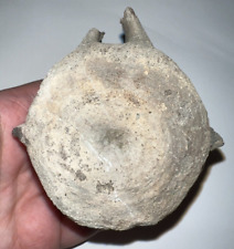 Fossil whale vertebra for sale  Sun City Center