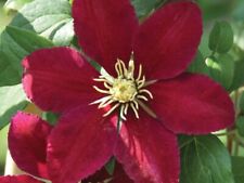 clematis plants red for sale  RHYL