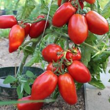 Tomatensamen san marzano gebraucht kaufen  Sinsheim
