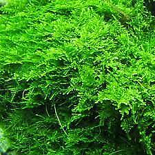 Willow moss fontinalis for sale  Forney