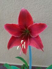 Hippeastrum 'ESNn1'- 1 bulb about 2cm in diameter offset for sale  Shipping to South Africa