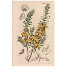 Curtis Botanical Magazine antique 1843 h/c engraving 4040 Yellow Gastrolobium for sale  Shipping to South Africa