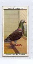 Ogdens racing pigeons for sale  Shipping to Ireland
