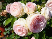 Strauchrose eden rose gebraucht kaufen  Pinneberg
