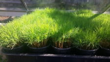 Scots pine saplings for sale  BARNSLEY