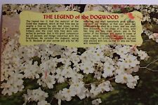 Scenic legend dogwood for sale  Shipping to Ireland