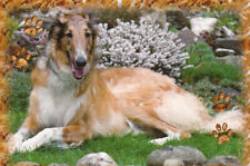 Windhund borzoi barsoi gebraucht kaufen  Deutschland