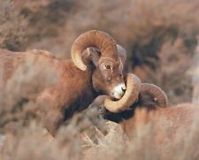 Big horn sheep for sale  San Jose