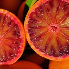 Arance tarocco dolcissime usato  Adrano