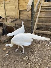 White peacock hatching for sale  DERBY