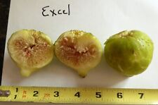 Excel fig tree for sale  Somerville