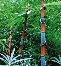 Cephalostachyum pergracile 10 Semi di Bambù Gigante,  Tinwa Bamboo Raccolto 2023 comprar usado  Enviando para Brazil