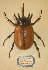 EUPATORUS GRACILICORNIS Beetle Belonging Beetle - from Thailand, used for sale  Shipping to South Africa