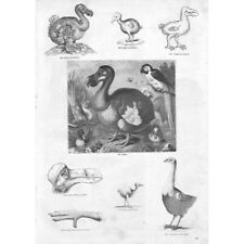 Birds dodo antique for sale  GLASGOW