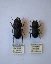 Lesser stag beetles for sale  CHORLEY