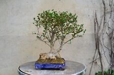 Bonsai de Olivo - Olea Europaea Sylvestris (Olivastro). Altura 50cm usato  Spedire a Italy