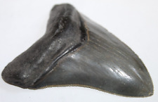 huge megalodon tooth for sale  Wilmington