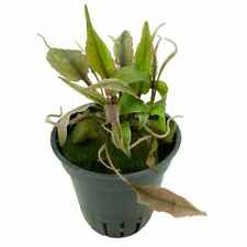 Cryptocoryne spec flamingo for sale  CREDITON