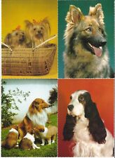 Hund hundepostkarte yorkshire gebraucht kaufen  Remseck am Neckar