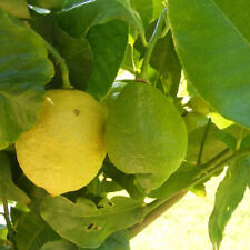 Citronnier saisons citrus d'occasion  Pouzauges