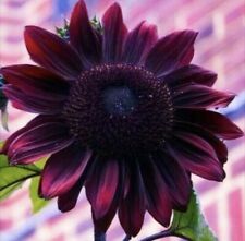 Sunflower purple plants for sale  PLYMOUTH