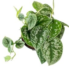 Satin pothos well for sale  LONDON