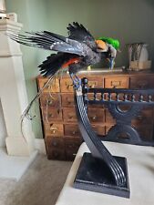 Taxidermy curious crow for sale  KINGSWINFORD