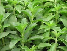 100 semi stevia usato  Novara