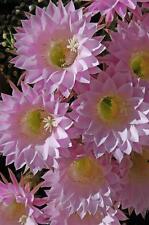 Echinopsis easter lily for sale  Garden City