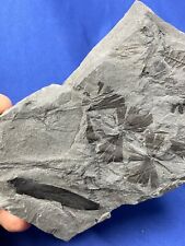 Carboniferous sphenophyllum fo gebraucht kaufen  Saarbrücken