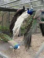 Peacock peafowl hatching for sale  Zionsville