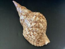 Triton's Trumpet Charonia Tritonis Conch Natural Seashell Shell 7 1/2" X 3”, used for sale  Shipping to South Africa