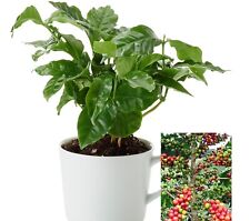 Coffee arabica tree for sale  Baltimore