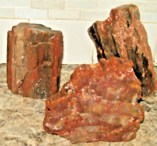 Arizona rainbow petrified for sale  Holbrook