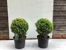 Pair large real for sale  MACCLESFIELD