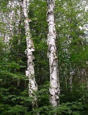 200 paper birch for sale  TRURO