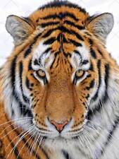 Tiger eyes face for sale  EDINBURGH