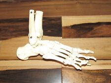 anatomical skeleton for sale  Pittsburgh