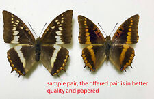 Nymphalidae CHARAXES LEMOSI***pair Nr. 1****Principe(papered-not pinned) for sale  Shipping to South Africa