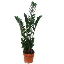 Usato, Cuore esotico - Zamioculcas zamiifolia, molla fortunata pentola 17 cm usato  Spedire a Italy