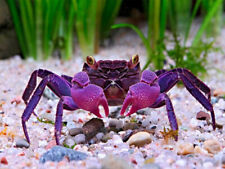 Purple vampire crab for sale  GLASGOW