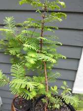 Dawn redwood fully for sale  Kent