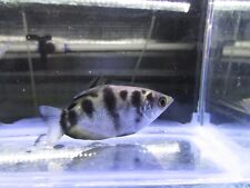 Archerfish inches for sale  Reseda