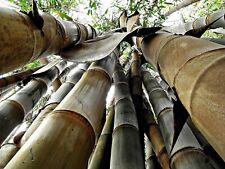 Gigantyczne nasiona bambusa, Dendrocalamus giganteus, nasiona gigantycznych roślin, Wielka Brytania na sprzedaż  Wysyłka do Poland