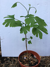 Ginkgo biloba tree for sale  Atlanta