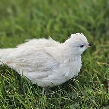 12x white bobwhite for sale  NEWRY