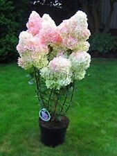 5 + 2 fresh unrooted cuttings of stunning Vanilla Strawberry Hydrangea bush tree, used for sale  Shipping to South Africa